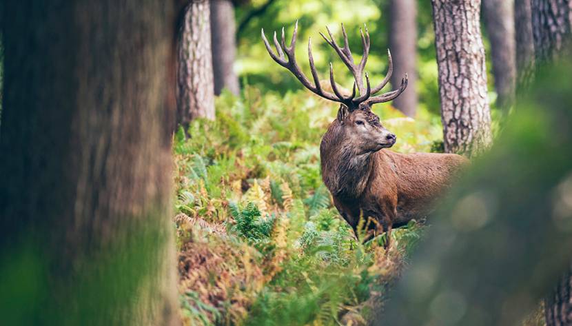 Hirsch im Wald