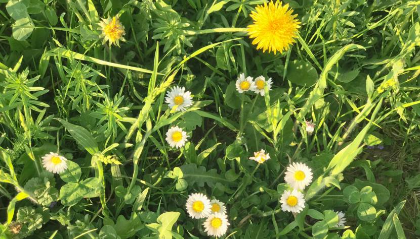 Wiesenblumen