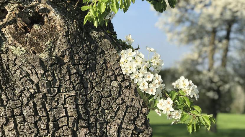 Die Birnbaumblüte im Mostviertel