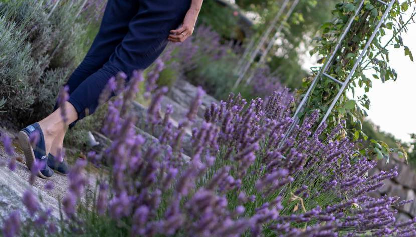 Zwischen Lavendelblüten zum Pavillon durch den traumhaften Garten