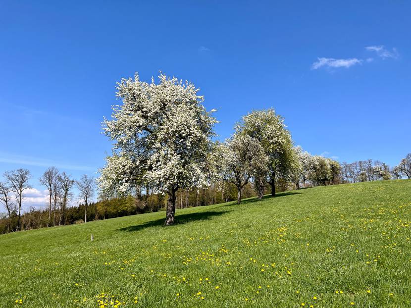 Naturschauspiel Birnbaumblüte