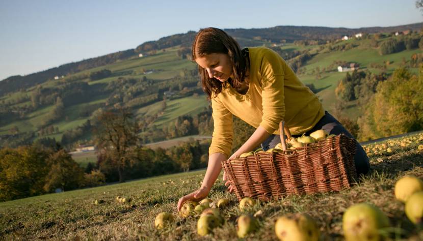 Herbstzeit ist Erntezeit