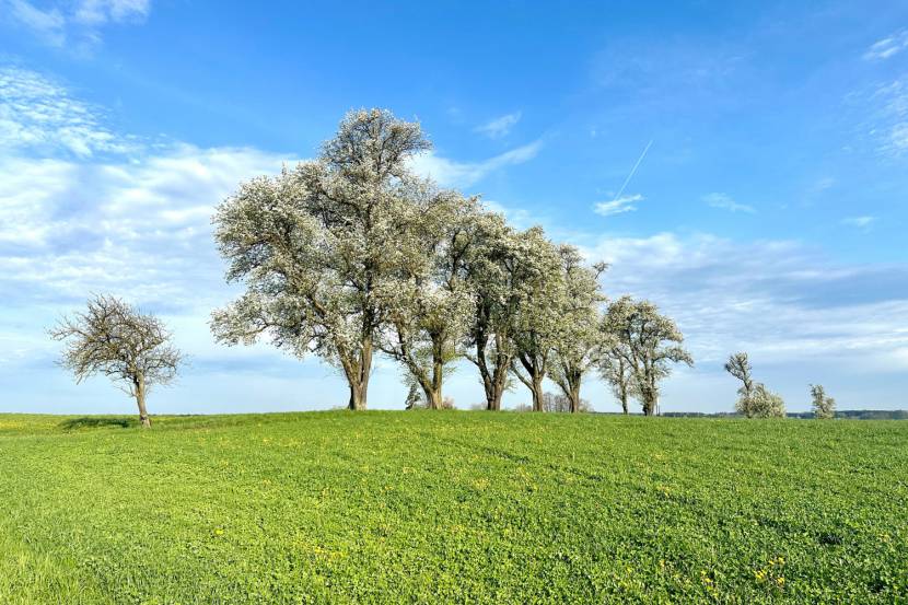 Die Birnbaumblüte im Mostviertel