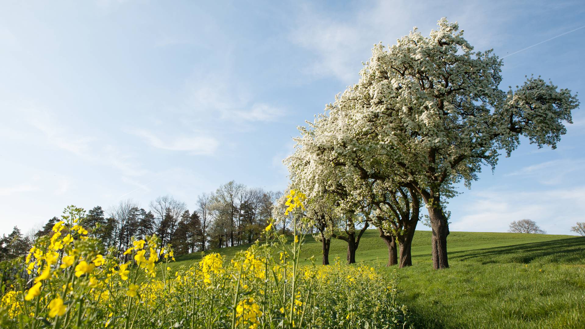 Birnbaumblüte im Mostviertel