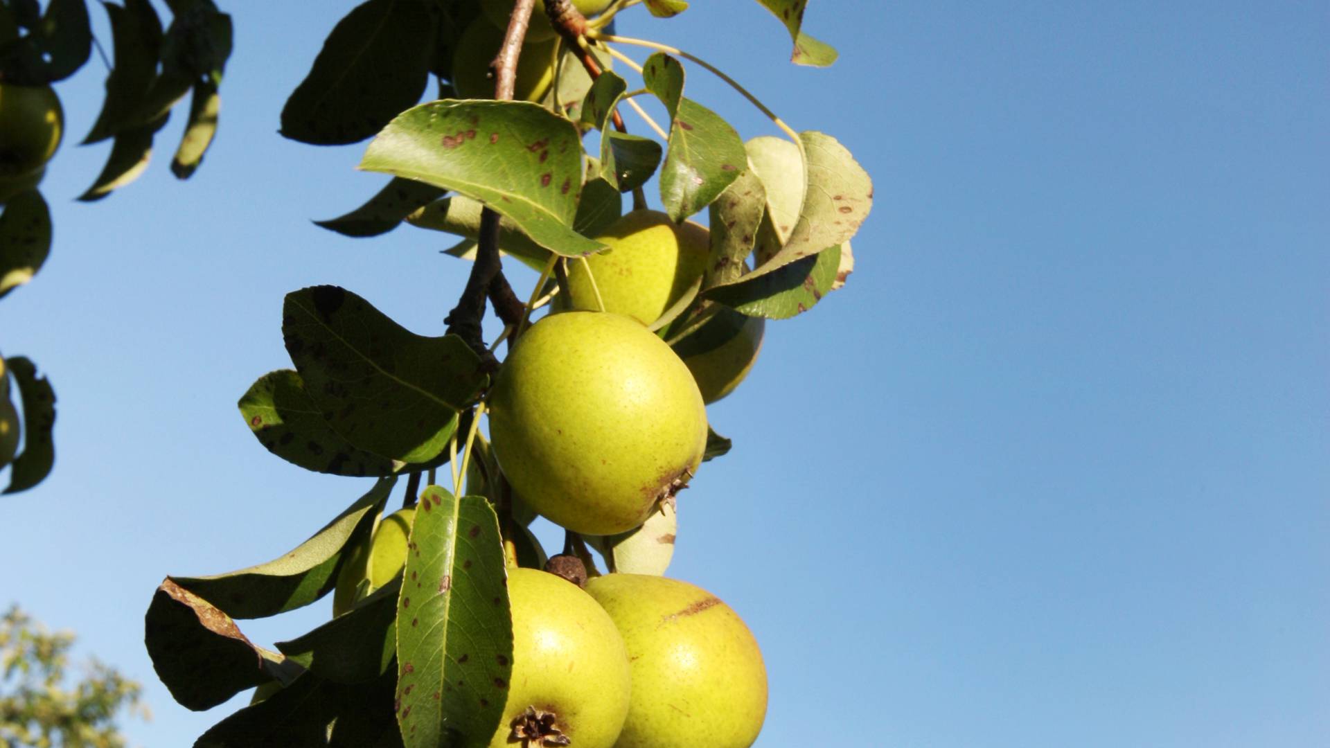 Apfelbäume im eigenen Garten