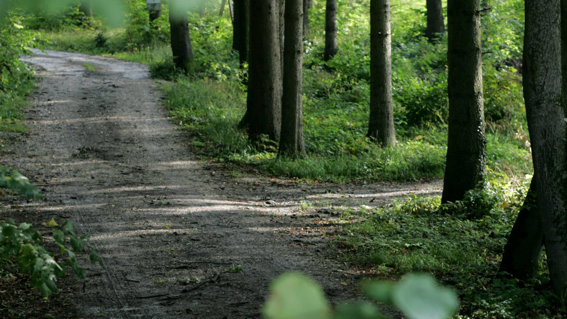 Laufwege direkt an der Kothmühle