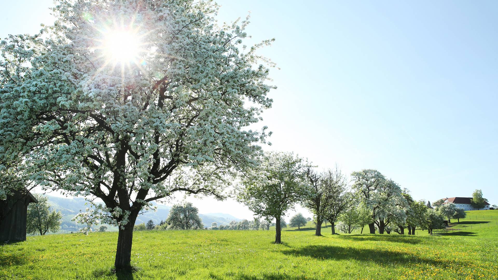 Birnbaumblüte im Mostviertel